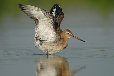 BUITEN BEELD Foto: 60196