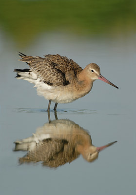 BUITEN BEELD Foto: 60198