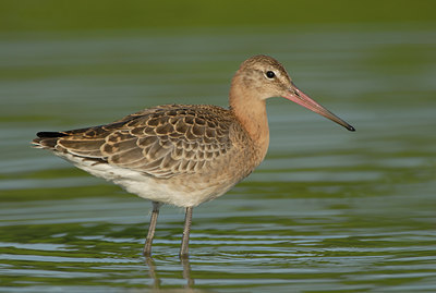 BUITEN BEELD Foto: 60200