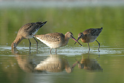 BUITEN BEELD Foto: 60202