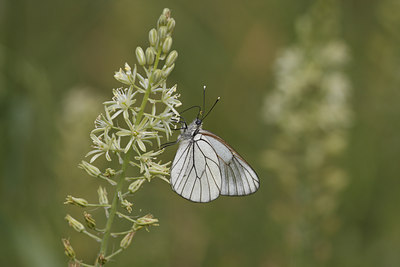 BUITEN BEELD Foto: 60218