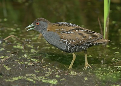 BUITEN BEELD Foto: 60224
