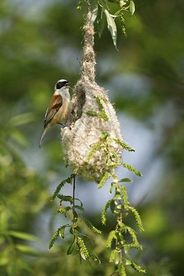 BUITEN BEELD Foto: 60228