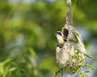 BUITEN BEELD Foto: 60235