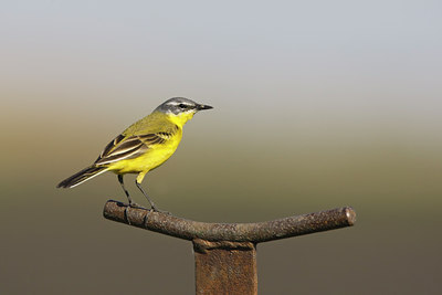 BUITEN BEELD Foto: 60239