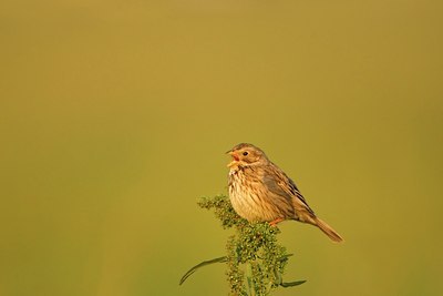 BUITEN BEELD Foto: 60241