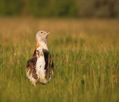 BUITEN BEELD Foto: 60244