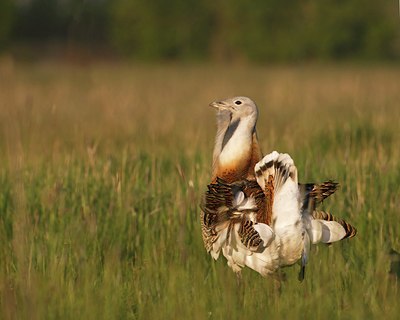 BUITEN BEELD Foto: 60245