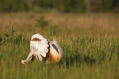 BUITEN BEELD Foto: 60247