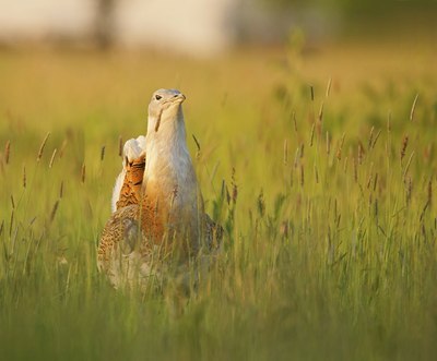 BUITEN BEELD Foto: 60249