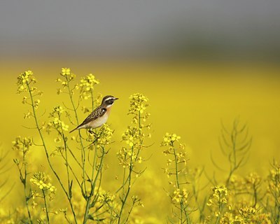 BUITEN BEELD Foto: 60254