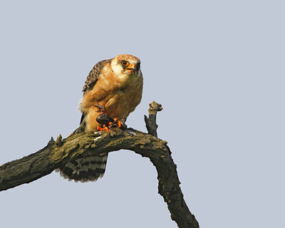 BUITEN BEELD Foto: 60258