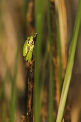 BUITEN BEELD Foto: 60272