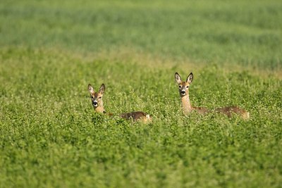 BUITEN BEELD Foto: 60281