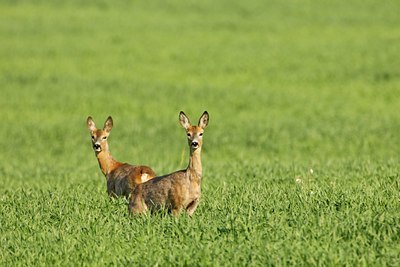 BUITEN BEELD Foto: 60283