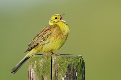 BUITEN BEELD Foto: 60302