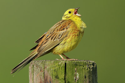 BUITEN BEELD Foto: 60315