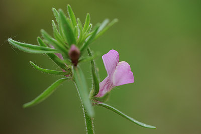 BUITEN BEELD Foto: 60316