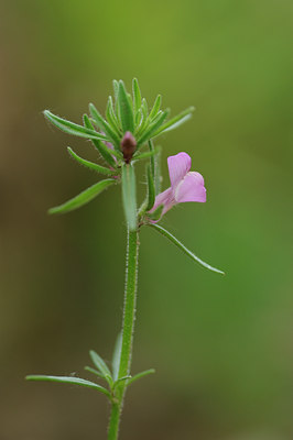 BUITEN BEELD Foto: 60317