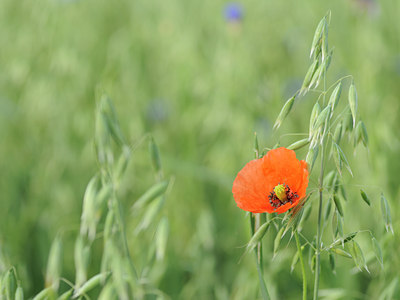 BUITEN BEELD Foto: 60319