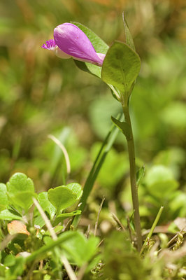 BUITEN BEELD Foto: 60323