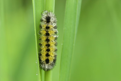 BUITEN BEELD Foto: 60324