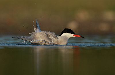 BUITEN BEELD Foto: 60332