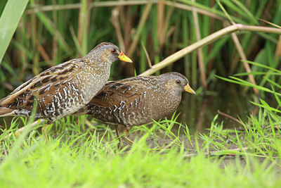 BUITEN BEELD Foto: 60339