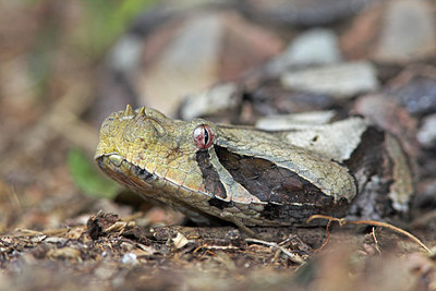 BUITEN BEELD Foto: 60362