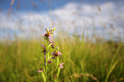 BUITEN BEELD Foto: 60369