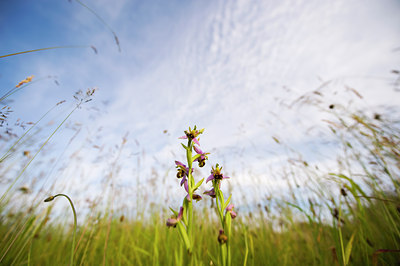 BUITEN BEELD Foto: 60370
