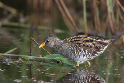 BUITEN BEELD Foto: 60383