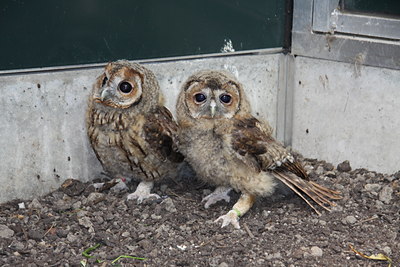 BUITEN BEELD Foto: 60393