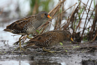 BUITEN BEELD Foto: 60396