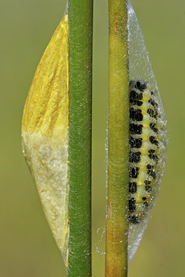 BUITEN BEELD Foto: 60407