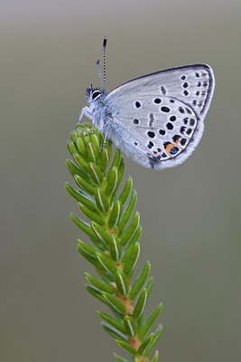 BUITEN BEELD Foto: 60419