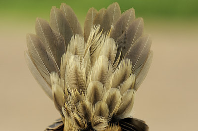 BUITEN BEELD Foto: 60426