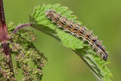 BUITEN BEELD Foto: 60432