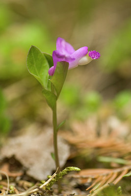 BUITEN BEELD Foto: 60433