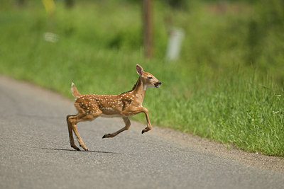 BUITEN BEELD Foto: 60440