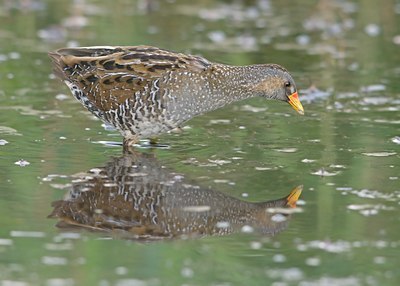BUITEN BEELD Foto: 60441