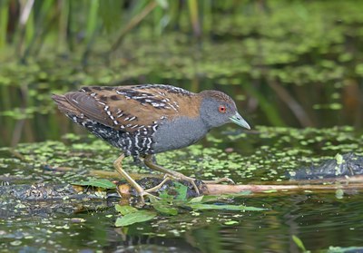 BUITEN BEELD Foto: 60443