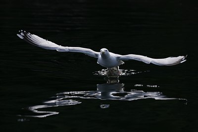 BUITEN BEELD Foto: 60454