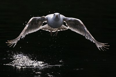 BUITEN BEELD Foto: 60455
