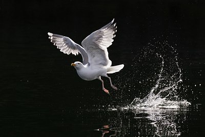 BUITEN BEELD Foto: 60456