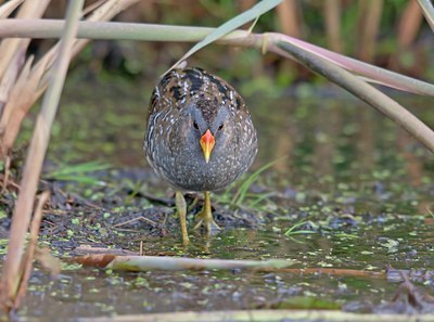 BUITEN BEELD Foto: 60459