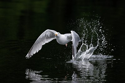 BUITEN BEELD Foto: 60462