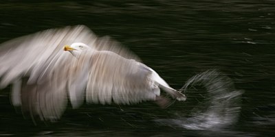 BUITEN BEELD Foto: 60464