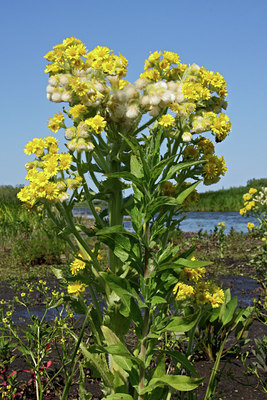 BUITEN BEELD Foto: 60470