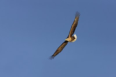 BUITEN BEELD Foto: 60475